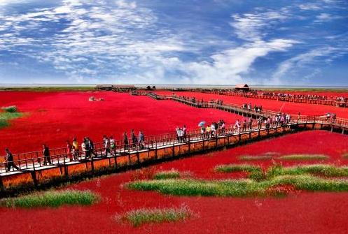 All-Inclusive Private Day Tour to Red Beach in Panjin City from Shenyang